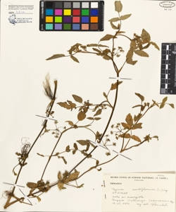 Apium nodiflorum (L.) Lag.
