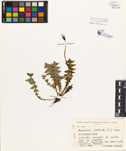 Aposeris foetida (L.) Less.
