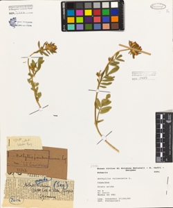 Anthyllis vulneraria L.