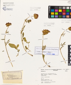 Anthyllis vulneraria L. subsp. maura (Bech.) Lindb.