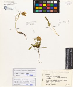 Anthyllis vulneraria L. subsp. baldensis