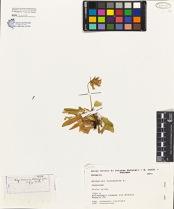 Anthyllis vulneraria L. subsp. praepropera Kerner