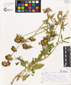 Anthyllis adriatica Beck