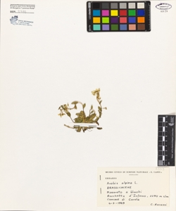 Arabis alpina L.