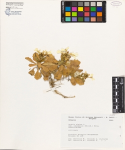 Arabis alpina L. subsp. caucasica (Willd.) Briq.