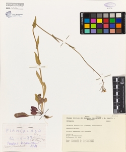 Arabis brassica (Leers) Rauschert