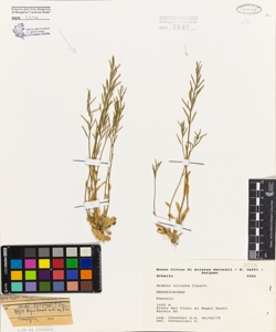 Arabis ciliata Clairv.