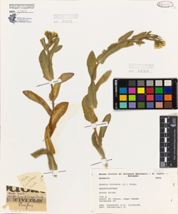 Arabis hirsuta (L.) Scop.