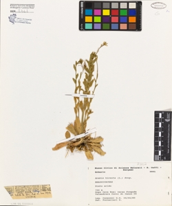 Arabis hirsuta (L.) Scop.
