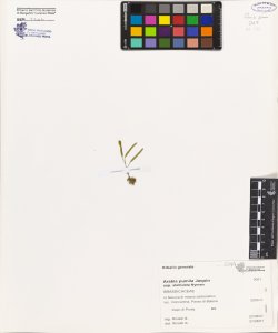 Arabis pumila Jaquin subsp. stellulata Nyman