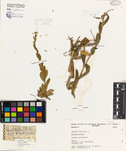 Arabis turrita L.