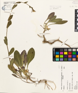 Arabis turrita L.