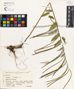 Arabis turrita L.