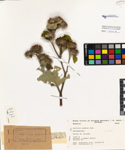 Arctium pubens Bab.