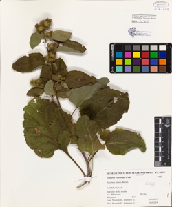 Arctium minus Bernh.