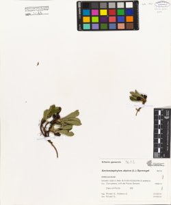 Arctostaphylos alpinus (L.) Sprengel