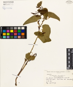 Aristolochia clematitis L.