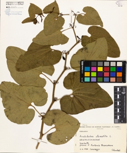 Aristolochia clematitis L.