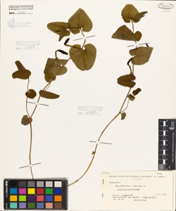 Aristolochia rotunda L.