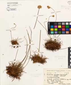 Armeria sardoa Sprengel subsp. sardoa
