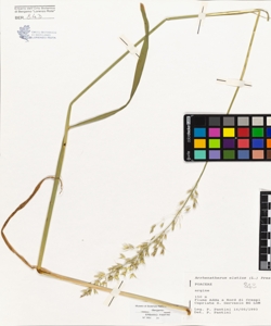 Arrhenatherum elatius (L.) Presl