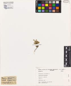 Arenaria ciliata L.