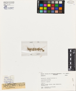 Arenaria serpyllifolia L.