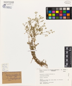 Arenaria serpyllifolia L.