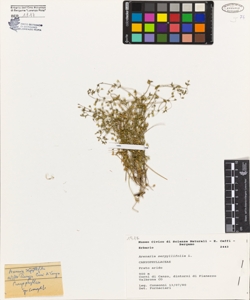 Arenaria serpyllifolia L.