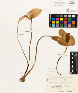 Arisarum vulgare Targ-Tozz.