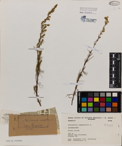 Artemisia campestris L.