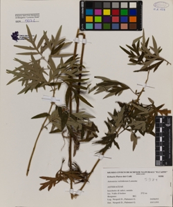 Artemisia verlotiorum Lamotte