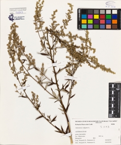 Artemisia vulgaris L.