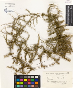Asparagus acutifolius Lam.