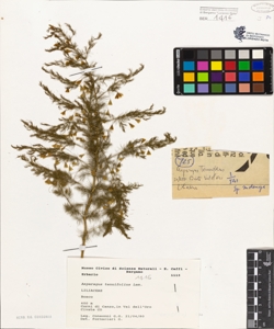 Asparagus tenuifolius Lam.