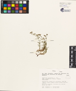 Asperula aristata L. fil. subsp. oreophila (Briq.) Hayek