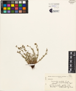 Asperula aristata L. fil. subsp. oreophila (Briq.) Hayek