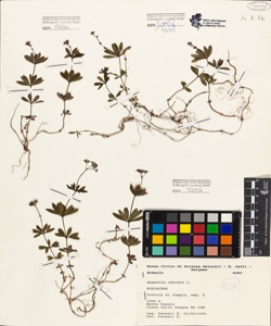 Asperula odorata L.