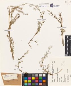 Asperula purpurea (L.) Ehrend.