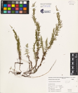 Asperula purpurea (L.) Ehrend.