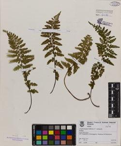 Asplenium billotii F. Schultz