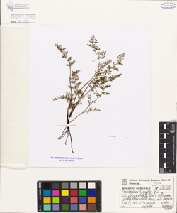 Asplenium fissum Kit.