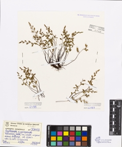 Asplenium germanicum Weis