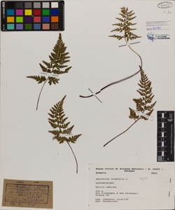Asplenium onopteris L.