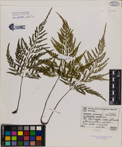 Asplenium onopteris L.