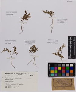 Asplenium ruta-muraria L. var leptophyllum