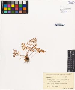 Asplenium ruta-muraria L.