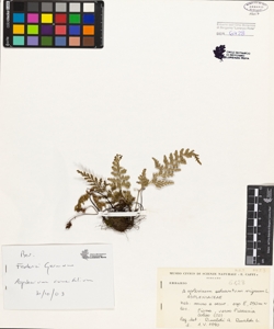 Asplenium adiantum-nigrum L.