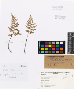 Asplenium adiantum-nigrum L. fo. lancifolium