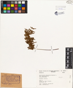 Asplenium adiantum-nigrum L. fo. lancifolium